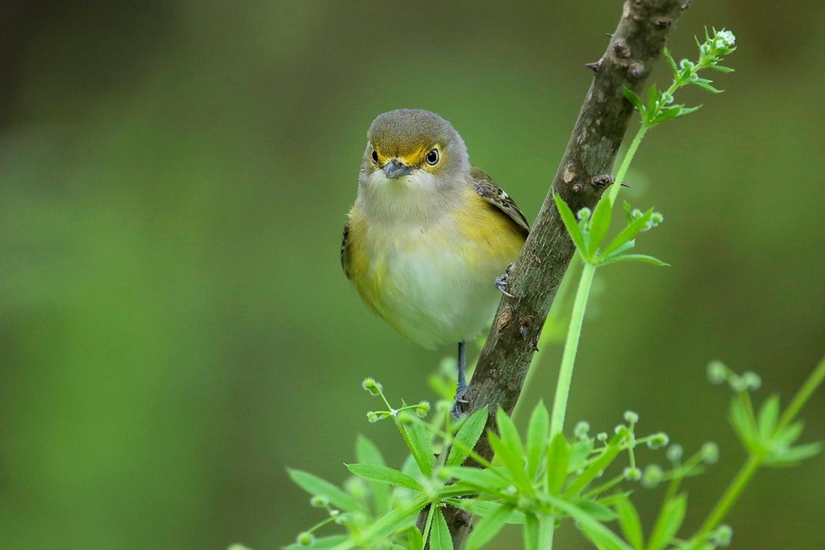 White-eyed Vireo