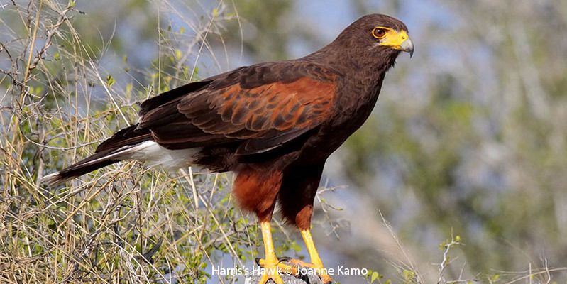 Harris’s Hawk 