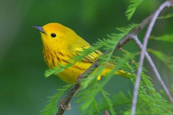 Yellow Warbler