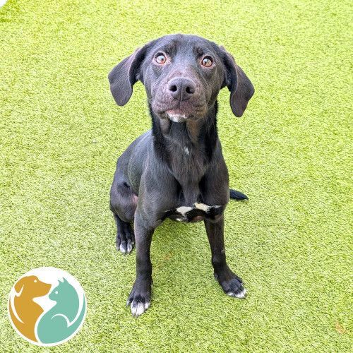 DIXIE - ADOPTED 2/14!