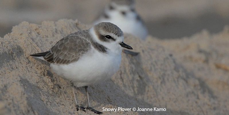 Snowy Plover