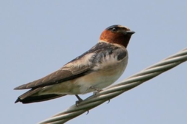 Cliff Swallow