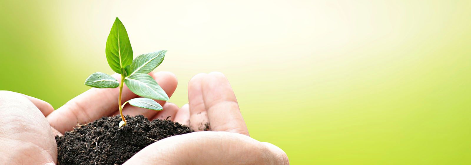 Hands holding a sapling