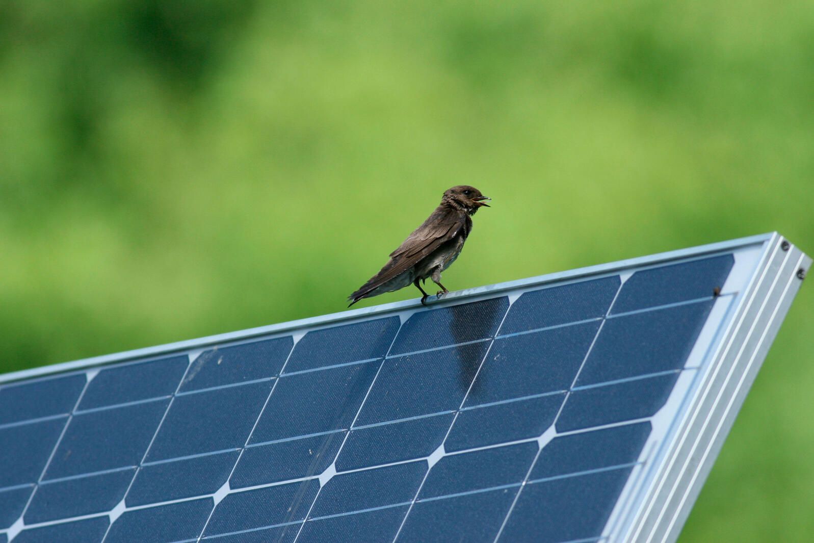 Going Solar in Nebraska