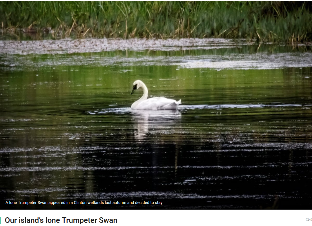 Our Island's Lone Trumpeter Swan