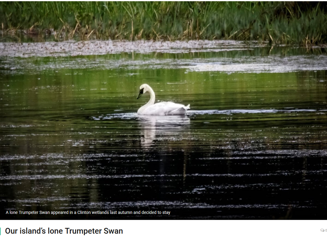 BLANE KLEMEK OUTDOORS: Sandhill cranes have returned to Minnesota