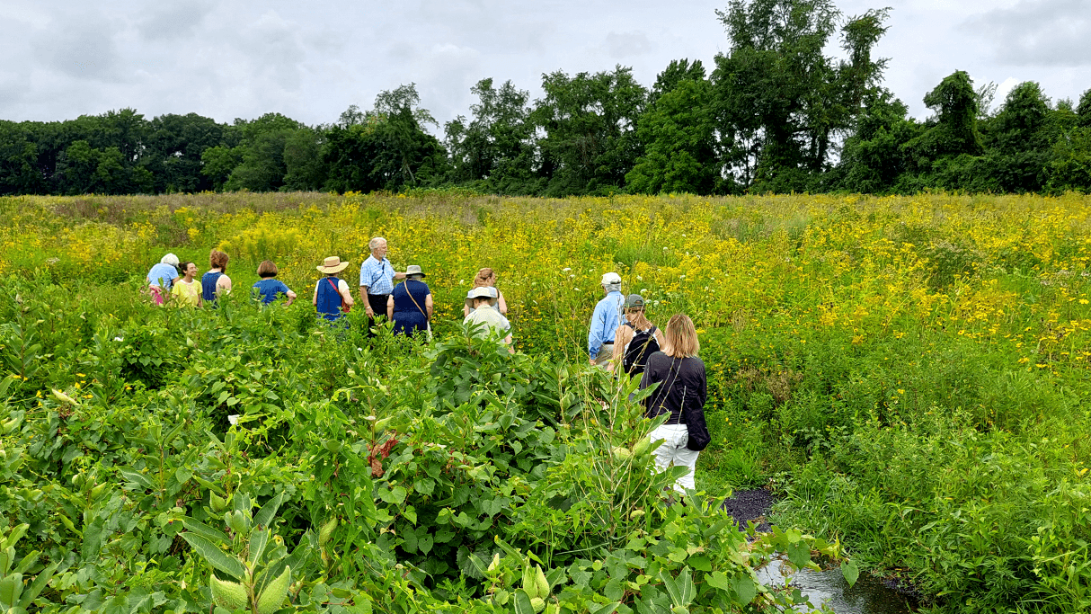 Wye Farm Native Meadow Tour