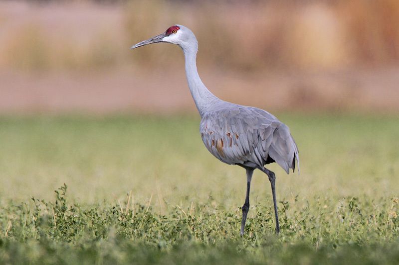 Sandhill Crane ⋆ Tucson Audubon