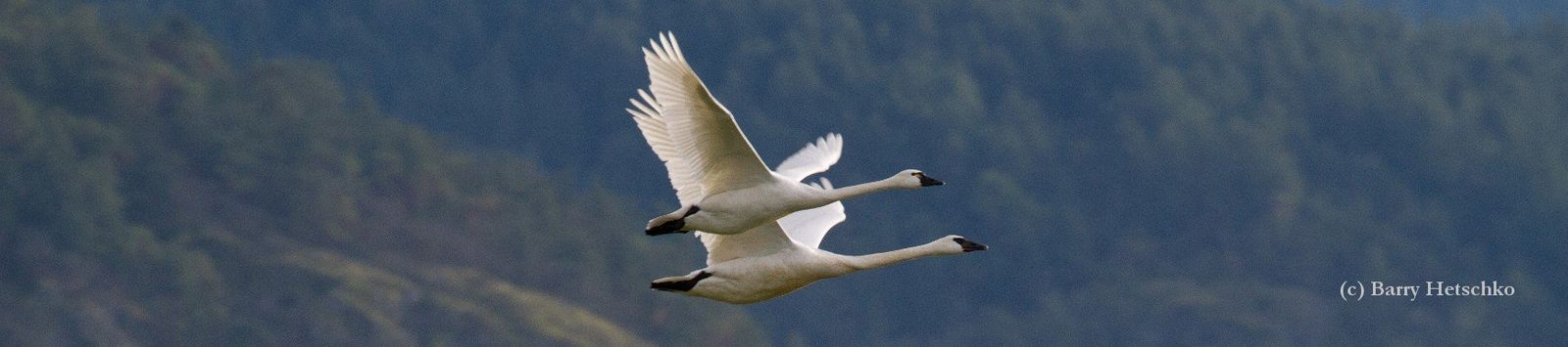 Swan Identification & Behavior | Trumpeter Swan Society