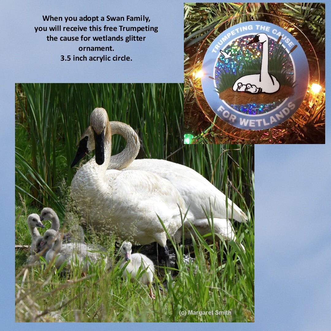 Adopt One Swan Family