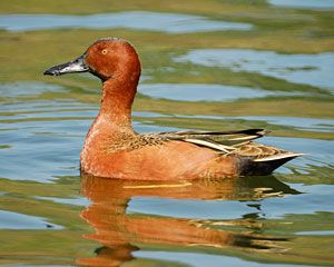 Cinnamon Teal at Hermann Park