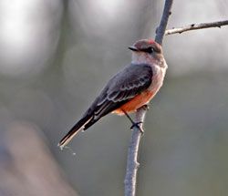 Vermilion Flycatcher (immature male)