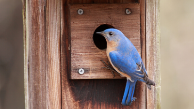 Bluebird Box Monitoring