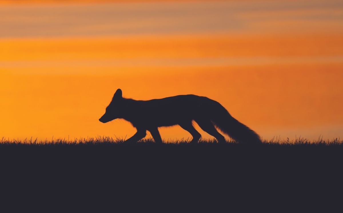 Fox silhouetted against orange sky