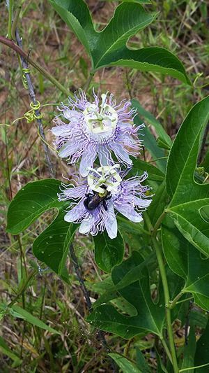 Purple Passionflower