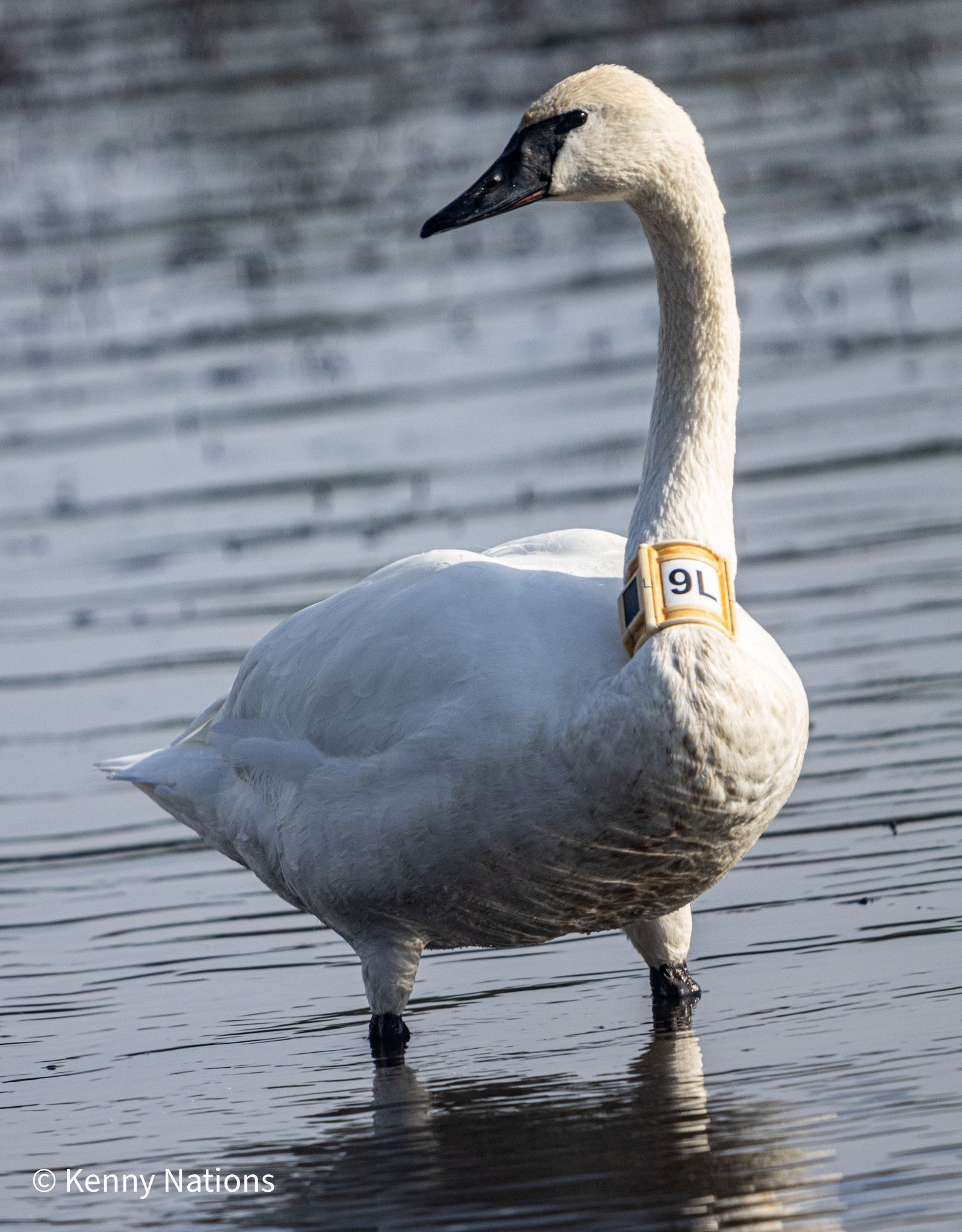 Female swan 9L returns to Heber Springs Arkansas for her third year