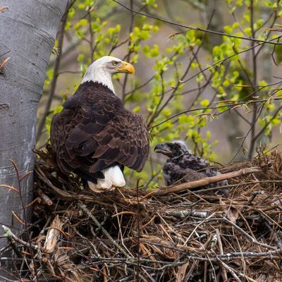 Help Wanted: Report Bald Eagle Nests to Monitor Ohio’s Population