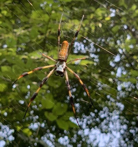 Spiders