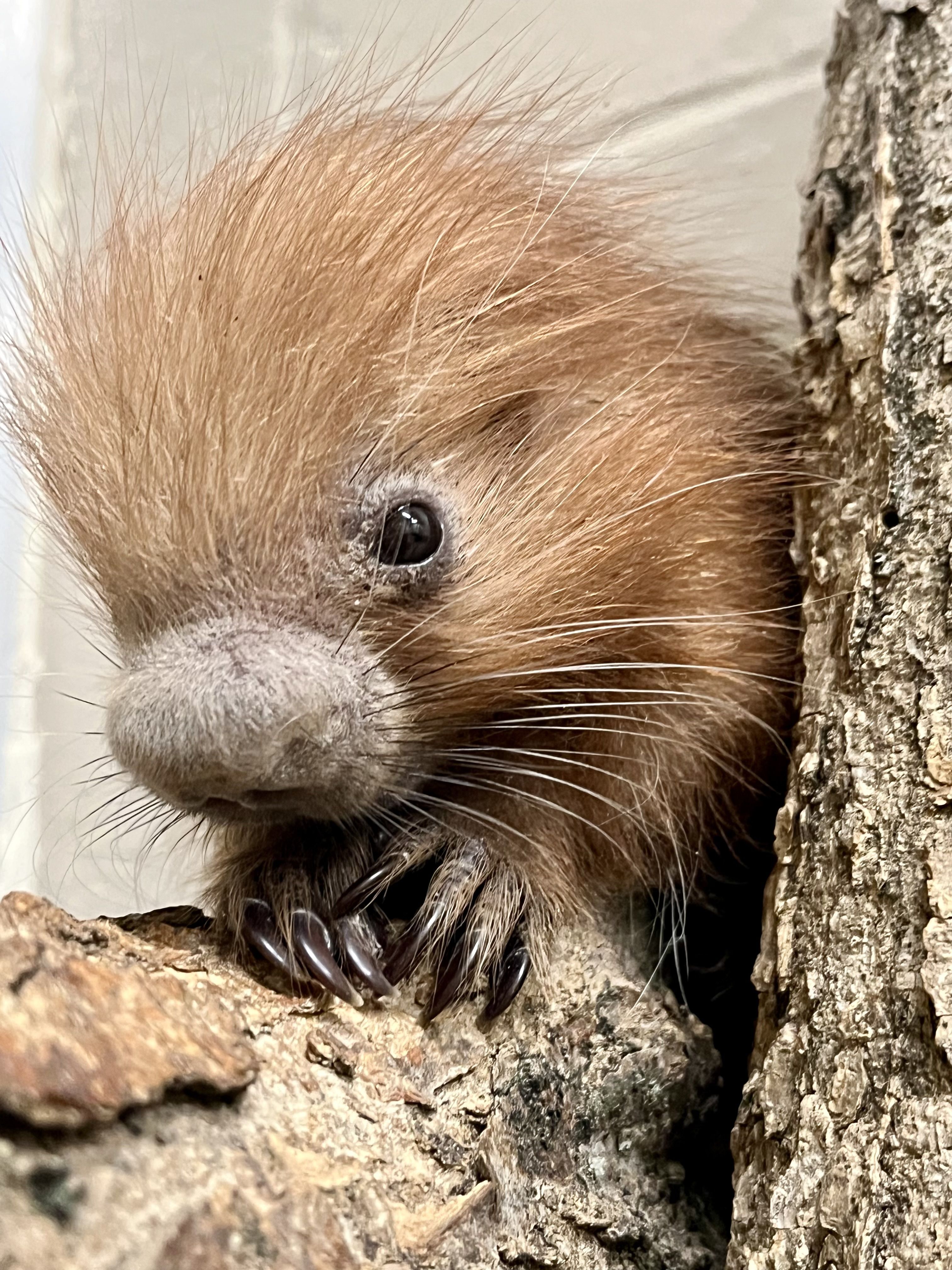Porcupette