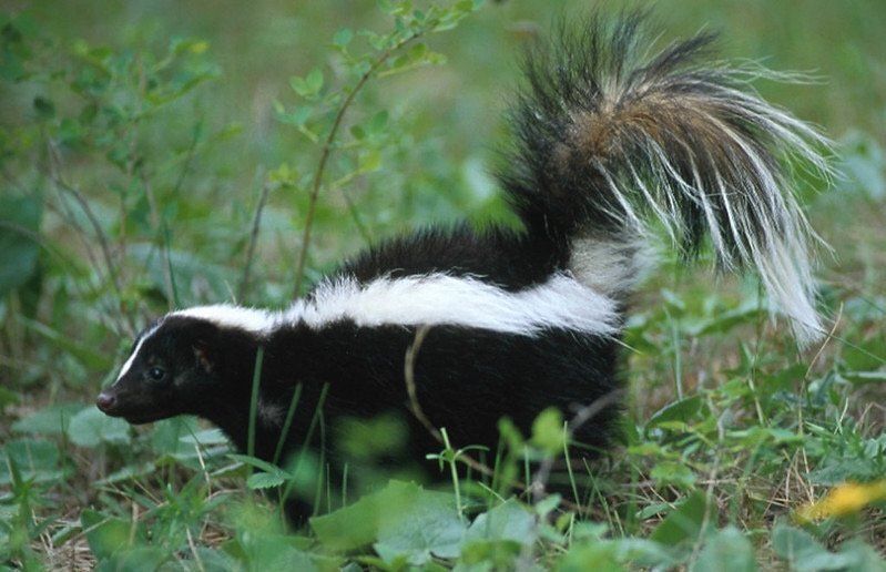 Adult skunk in the grass