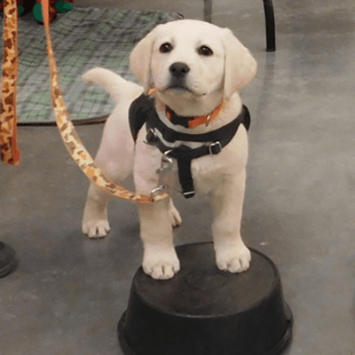 IHDI Puppy in Training Camo