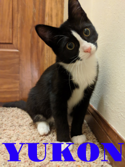Yukon adopted 12019