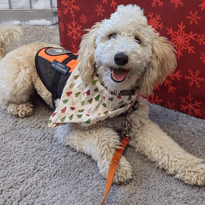 Keep IHDI Dogs Smiling as a Hearing Dog Hero