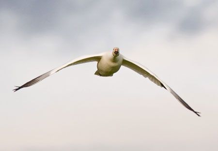 Snow Goose in flight