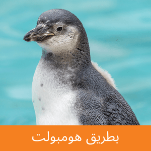 humboldt penguin
