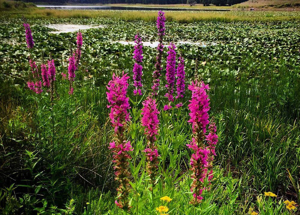 Purple Loosestrife