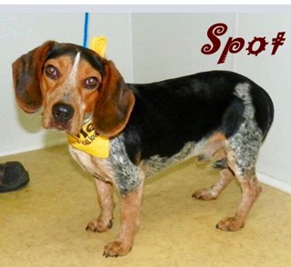 Spot - ADOPTED