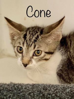 CONE