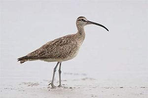 Whimbrel