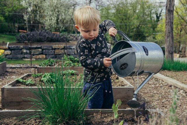 Toddler child watering plants