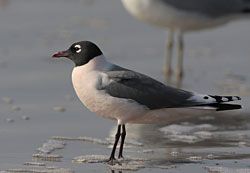 Franklin's Gull (breeding plumage)