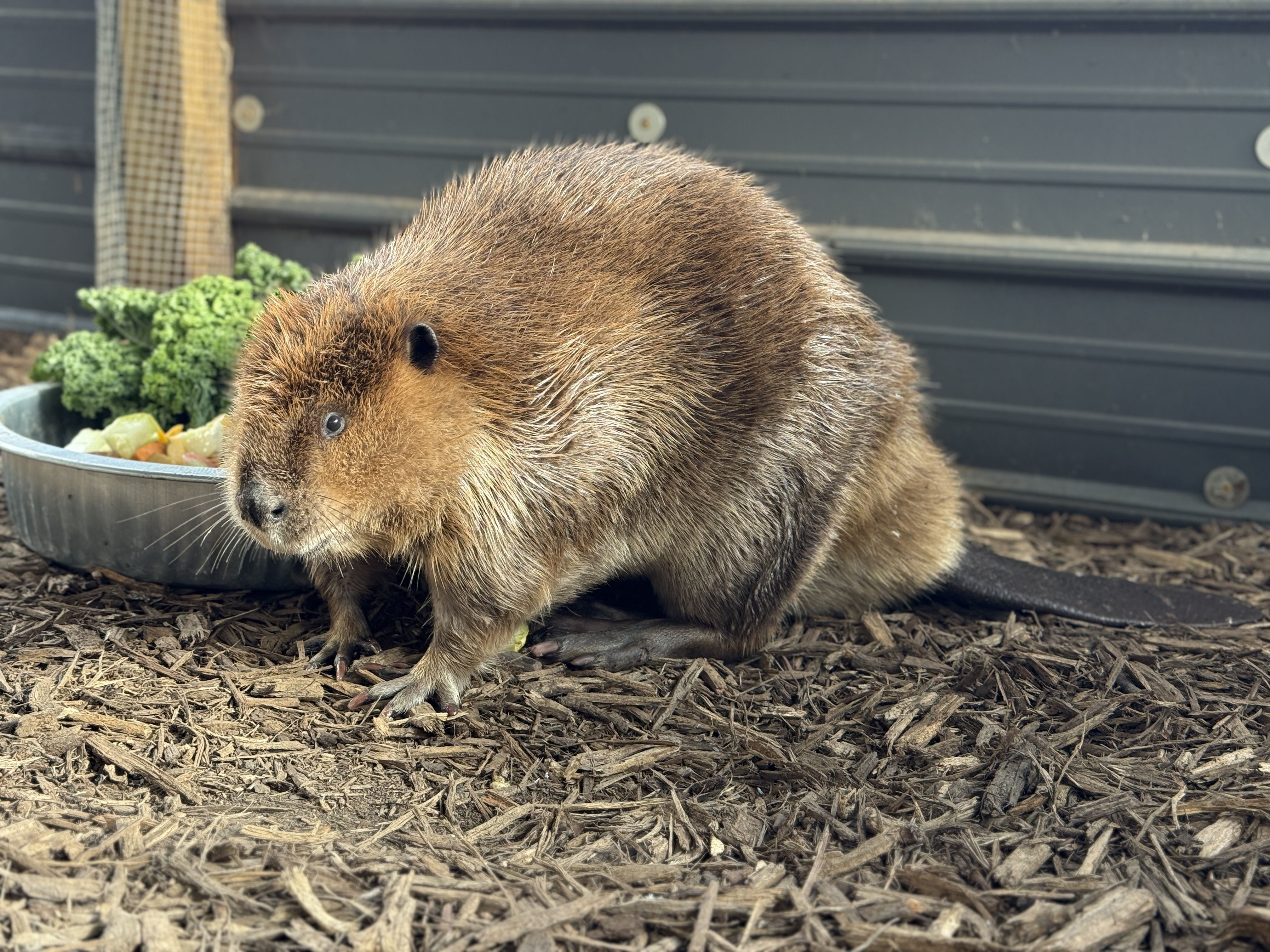north american beaver nebraska wildlife rehab