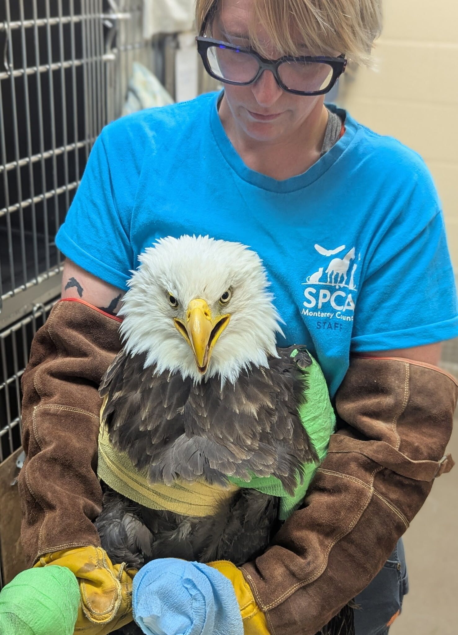 SPCA Rescues Injured Bald Eagle
