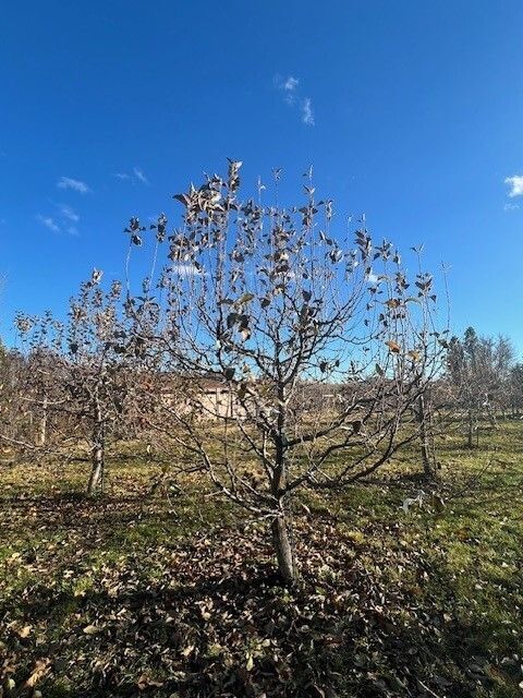 fruit tree, berry, berries