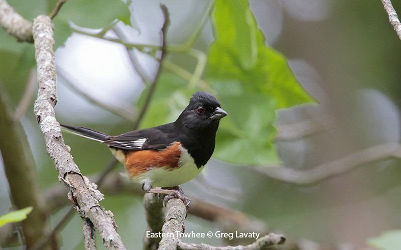 Eastern Towhee