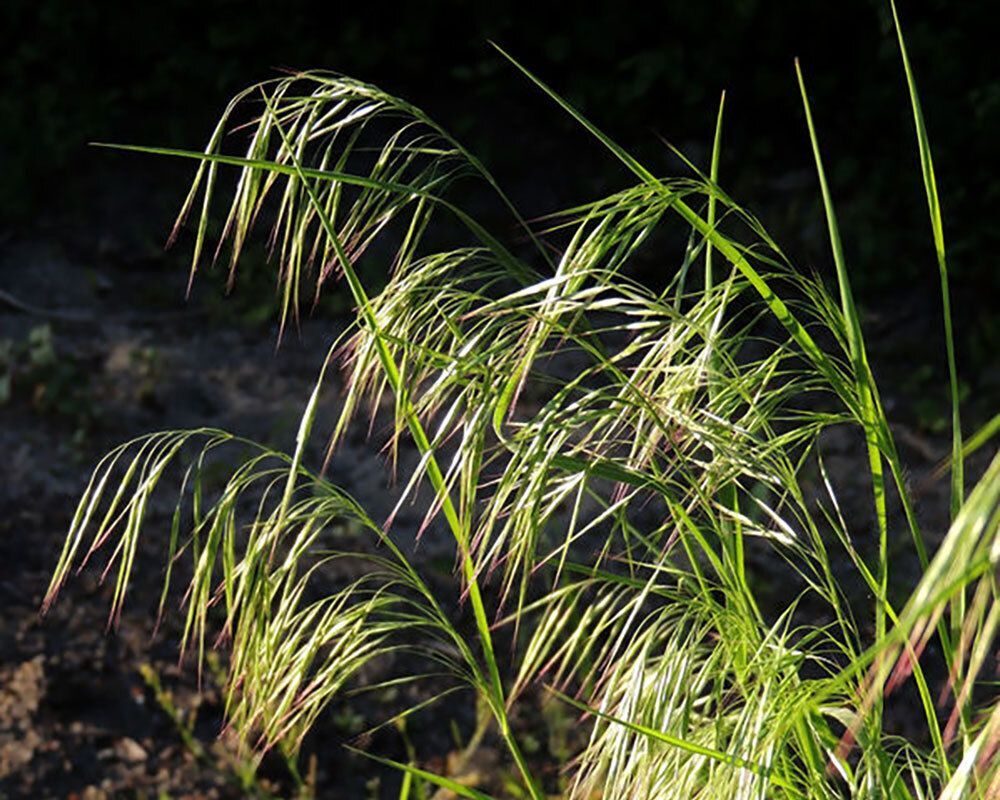 Cheatgrass