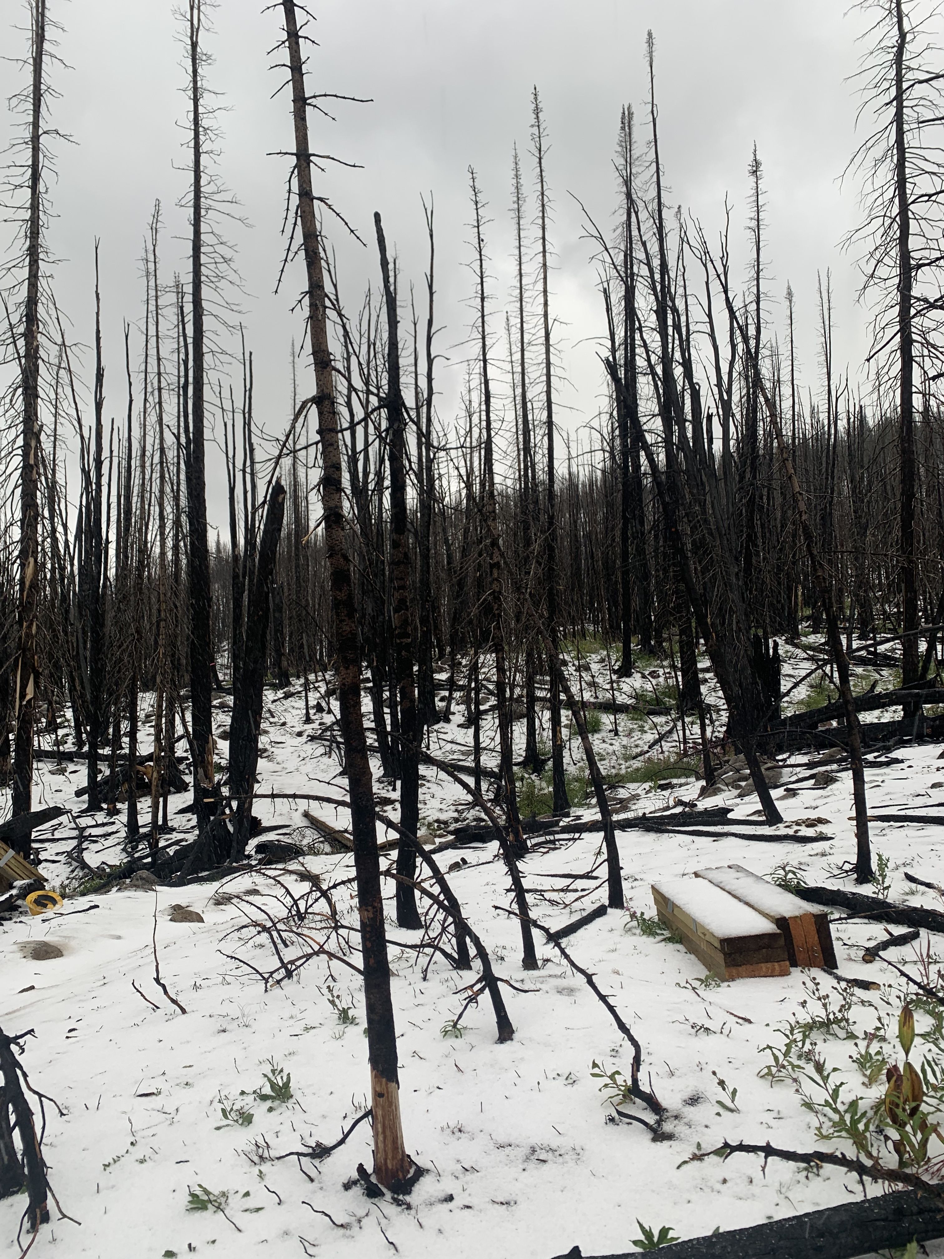 A scene of snow on the ground within an area with burned trees.