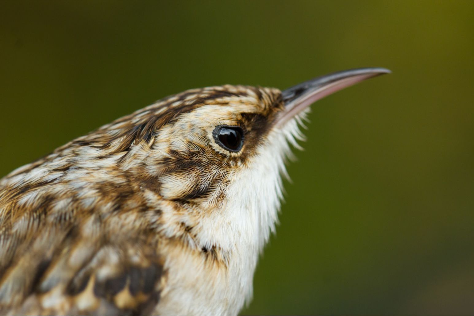 The Elusive Brown Creeper