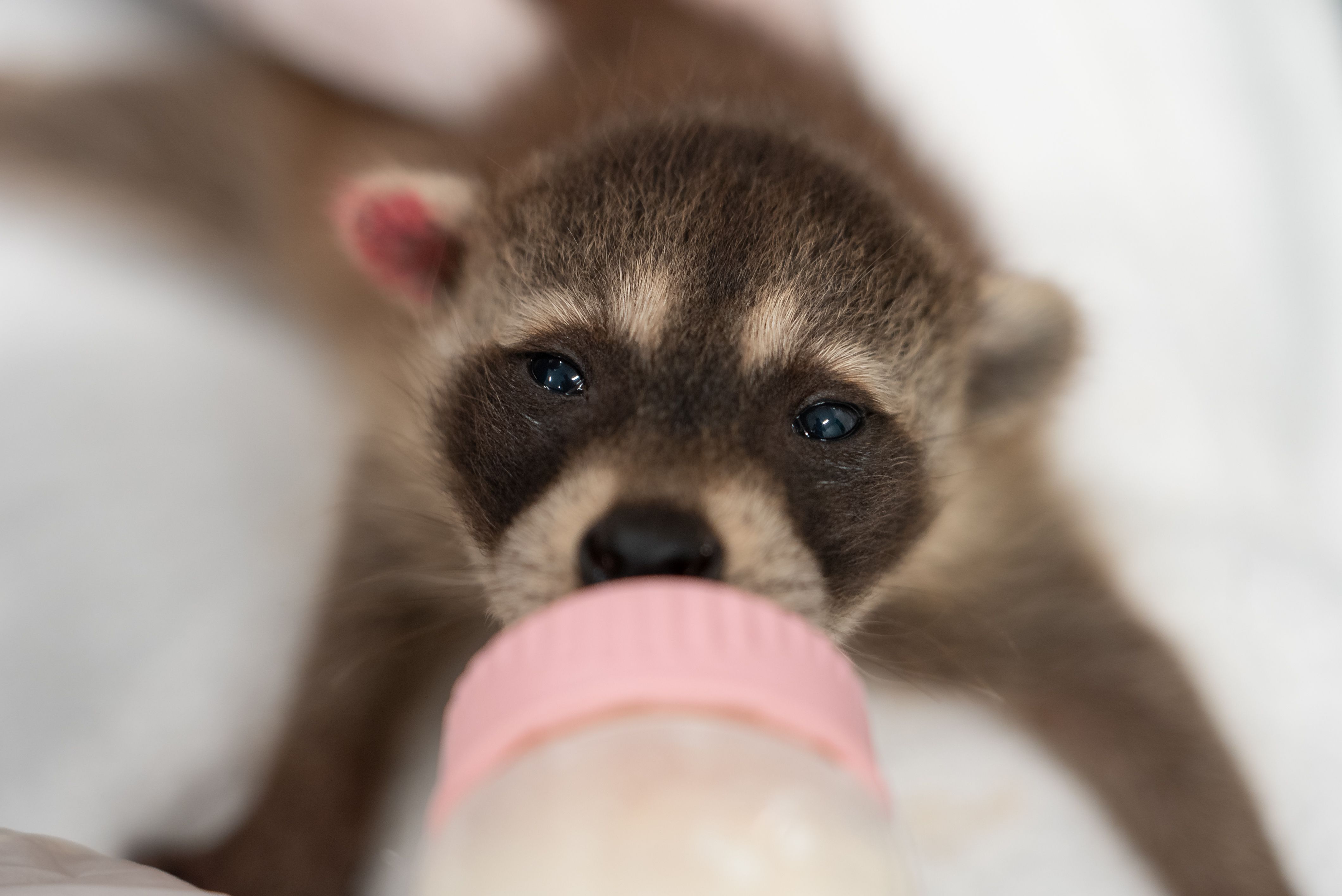 wildlife rehab internships feeding baby raccoons