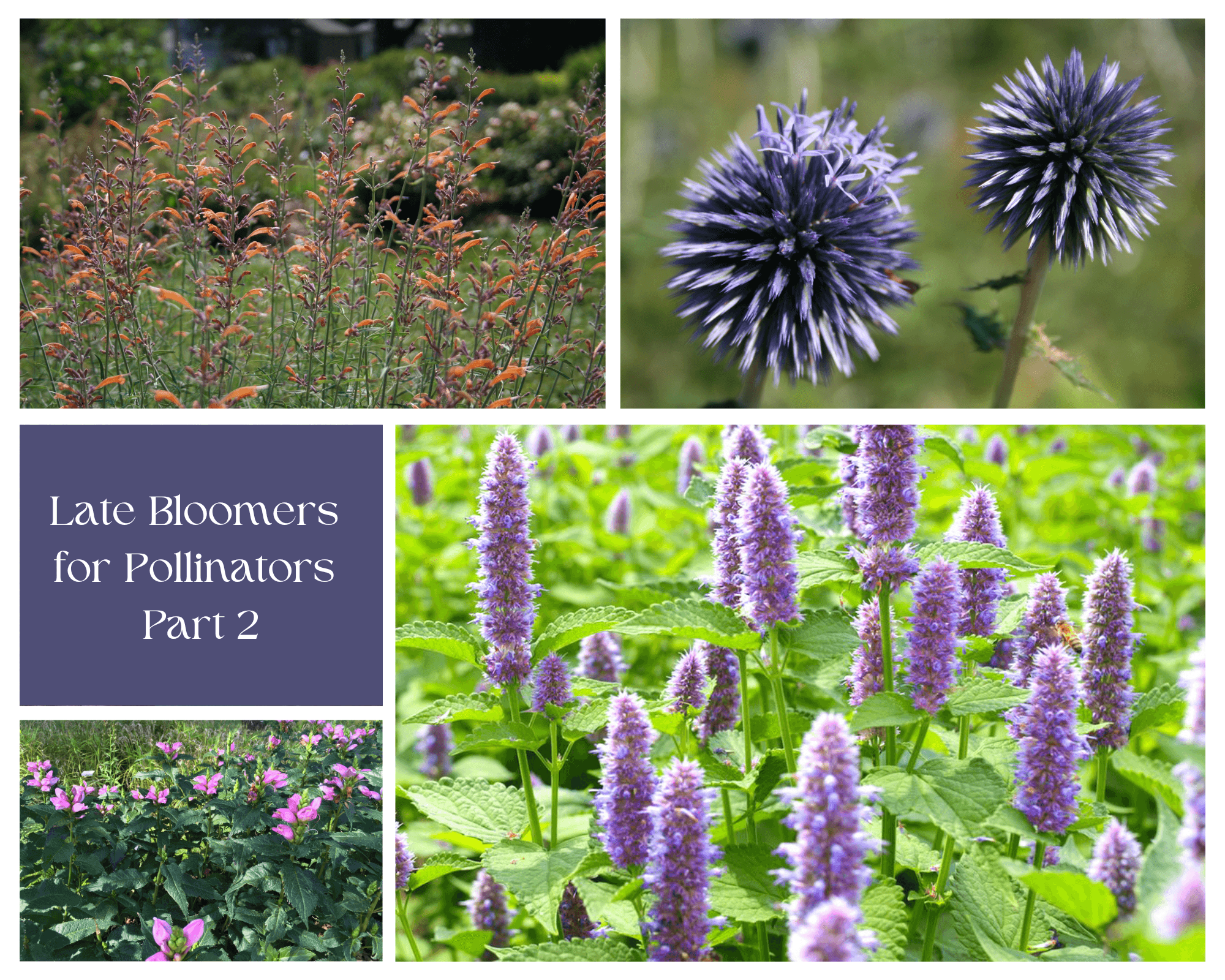 Late blooming pollinator plants help feed bees and other pollinating insects into the fall. 