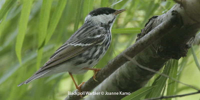 Blackpoll Warbler