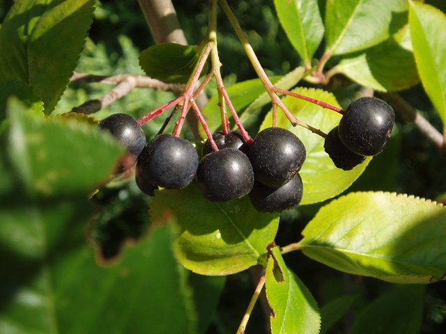 Black Chokeberry - Pack of 5 Seedlings (12"-18")