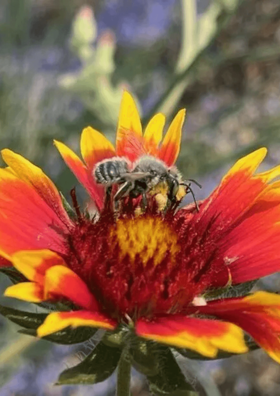 Native Plant Resources