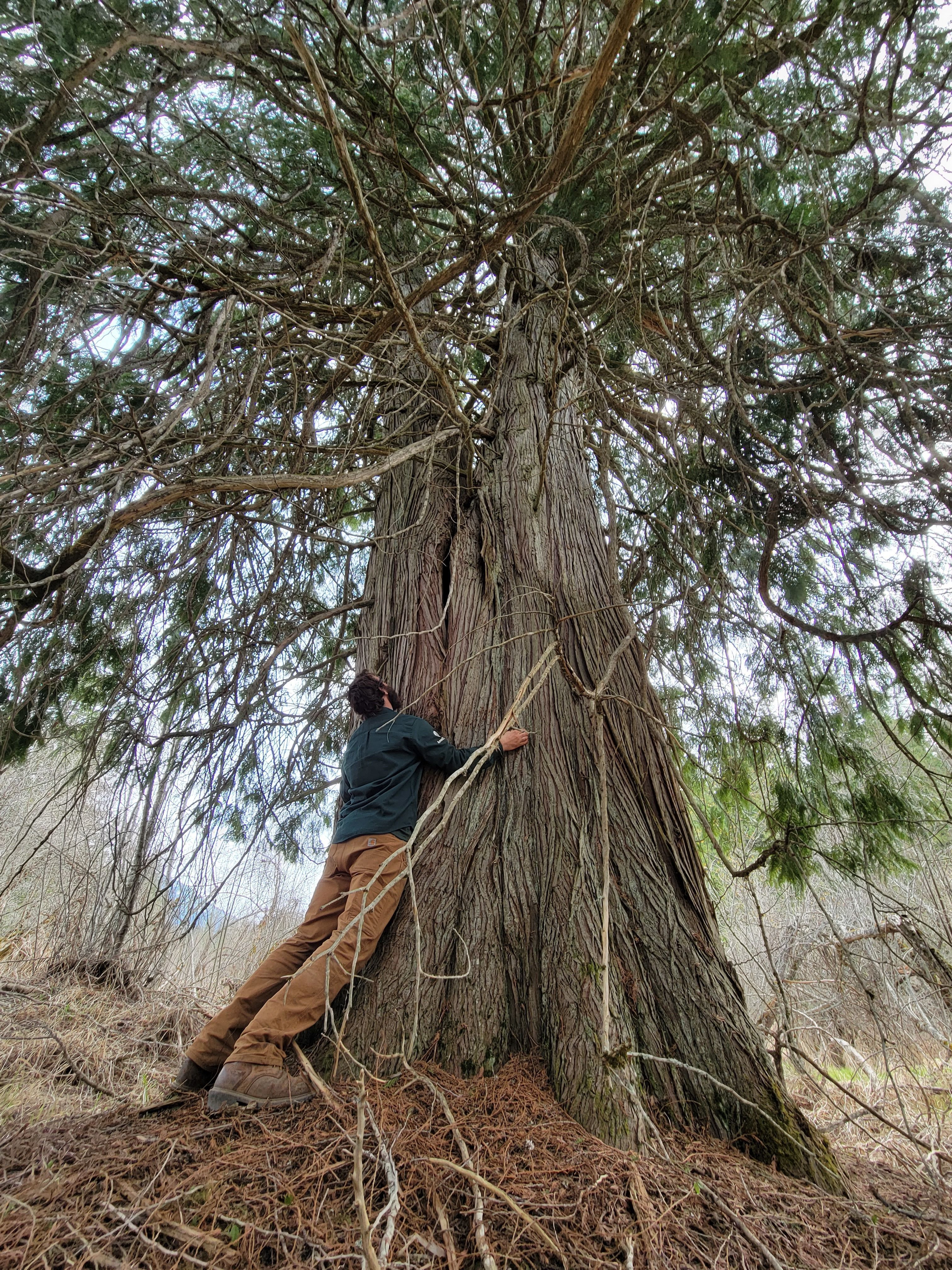 A crew leader hugs a large cedar tree, towering high into the air.
