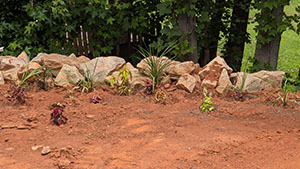 Landscaped garden bed with young plants and stone border