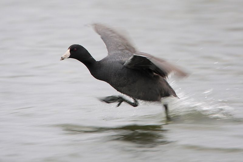 American Coot